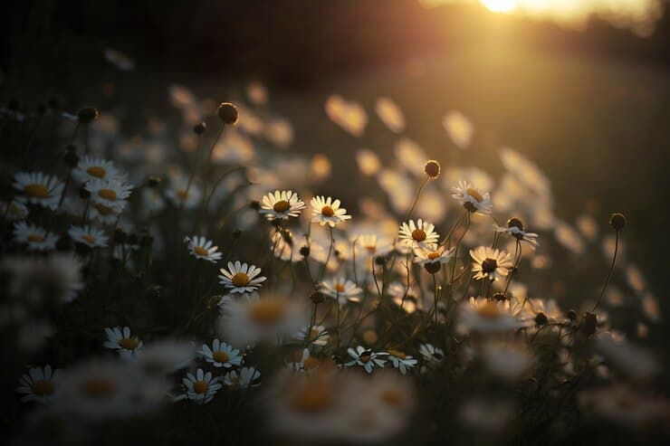 Daisy Field Landscape in Sunset